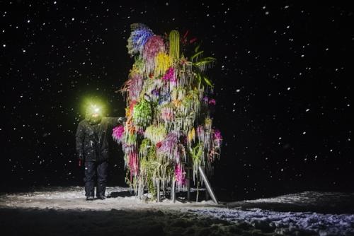 Зимой японский художник азума макото создаёт скульптуры из замороженных цветов на льду замерзшего озера на полуострове ноцуке. 05