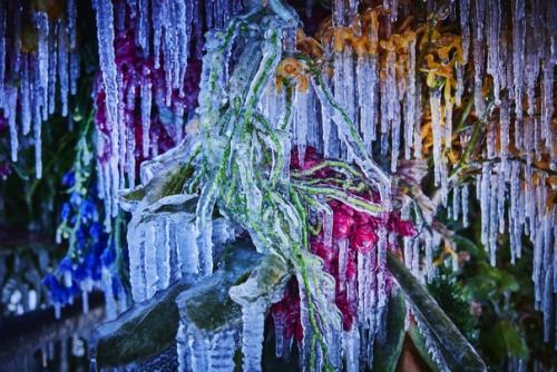 Зимой японский художник азума макото создаёт скульптуры из замороженных цветов на льду замерзшего озера на полуострове ноцуке. 03