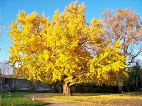 Деревья гинкго - уникальные, почти бессмертные растения. 01