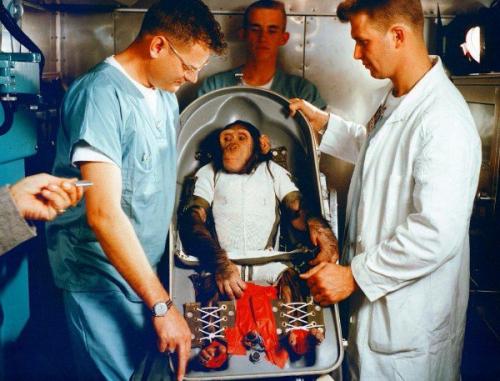 Шимпанзе хэм был одной из шести обезьян, обученных тянуть рычаги в ответ на мигающие огни во время полета космического корабля.