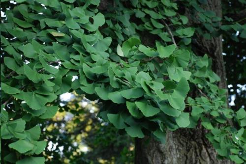 Деревья гинкго - уникальные, почти бессмертные растения. 03