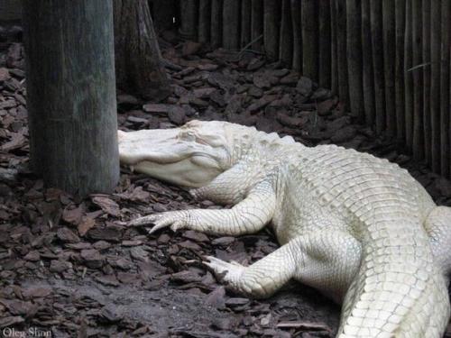 Просто великолепный!  Когда у природы не хватило краски. 03