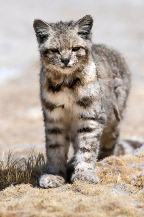 Удивительные животные!  Андская кошка - самая редка и загадочная кошка в мире. 01