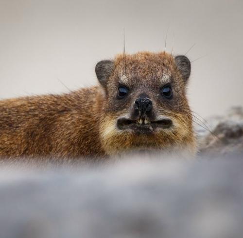 Даман - это одно из самых удивительных существ на планете, глядя на которое почти невозможно угадать его истинное происхождение. 07
