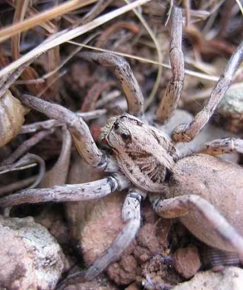 Тарантул.

Тарантулы (лат.  