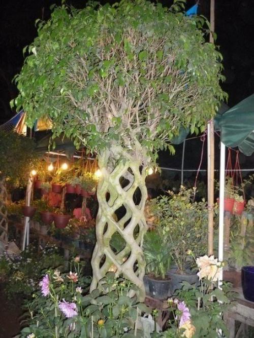 Аксель эрландсон (Axel Erlandson) (1884 - 1964) был необычным фермером, который заставлял расти деревья по его собственному дизайну. 07