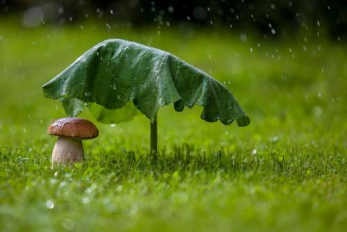 Древнейшие организмы земли грибы умеют Вызывать дожди. 04 Древнейшие организмы земли грибы умеют Вызывать дожди. 04