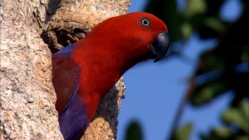 Австралия: страна попугаев. 02