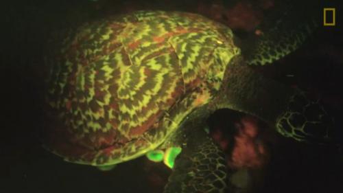 Ученые первую в мире светящуюся в темноте рептилию нашли.