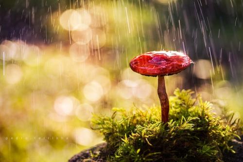 Древнейшие организмы земли грибы умеют Вызывать дожди. 03 Древнейшие организмы земли грибы умеют Вызывать дожди. 03