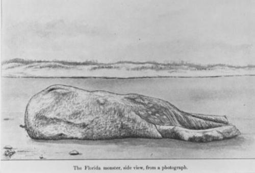 Существо, выброшенное на берег возле сент - огастина. 03