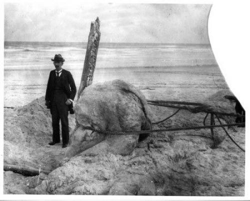 Существо, выброшенное на берег возле сент - огастина. 02