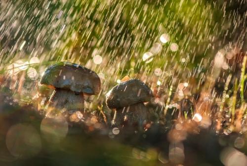 Древнейшие организмы земли грибы умеют Вызывать дожди. 02 Древнейшие организмы земли грибы умеют Вызывать дожди. 02