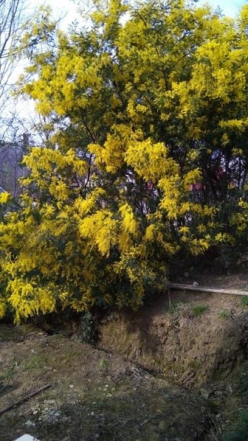 Каждая барышня в преддверии чудесного праздника 8 марта получает в подарок ароматные букеты мимозы. 03