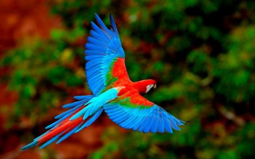 Австралия: страна попугаев. 01