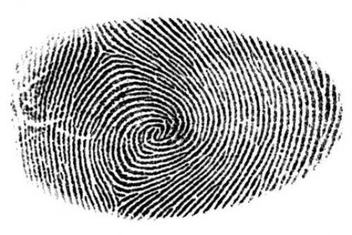 Найден способ определения расы по отпечатку пальца.
