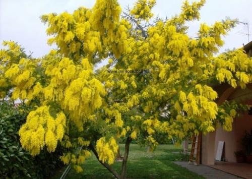 Каждая барышня в преддверии чудесного праздника 8 марта получает в подарок ароматные букеты мимозы. 01