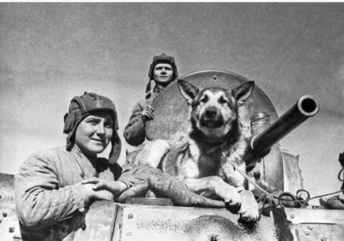 Во время второй мировой войны разминировать объекты сапёрам активно помогали дрессированные собаки.