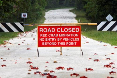 Явление.  Ежегодная миграция крабов на австралийском острове рождества. 01