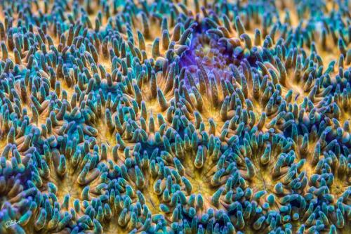 Аспирант из квинслендского университета Даниэль Ступин занимается изучением морской биологии и делает очень красивые снимки кораллов. 06