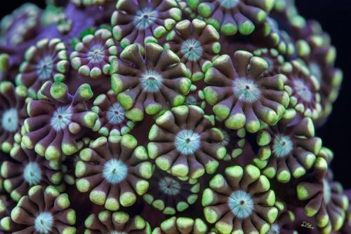 Аспирант из квинслендского университета Даниэль Ступин занимается изучением морской биологии и делает очень красивые снимки кораллов. 02