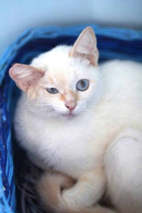 Жофре - тайский котик с атипичной внешностью. 01
