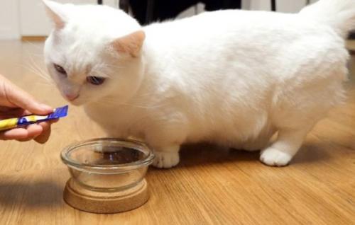 Почему кошки породы манчкин слишком прекрасны для этого мира. 07