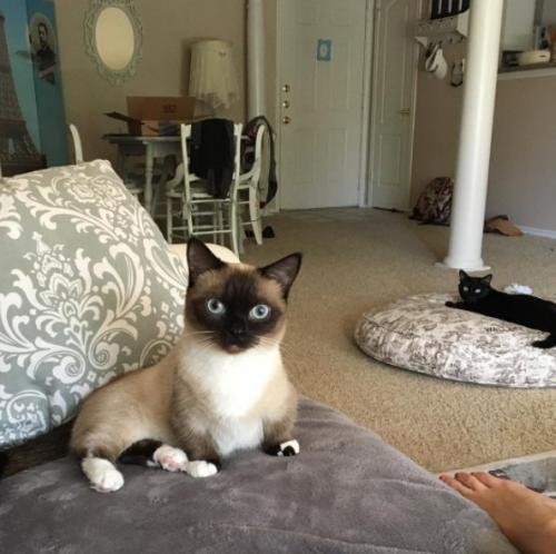 Почему кошки породы манчкин слишком прекрасны для этого мира. 02