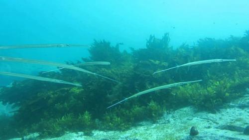 Вот так рыбка. 04 Вот так рыбка. 04