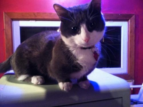 Почему кошки породы манчкин слишком прекрасны для этого мира. 04