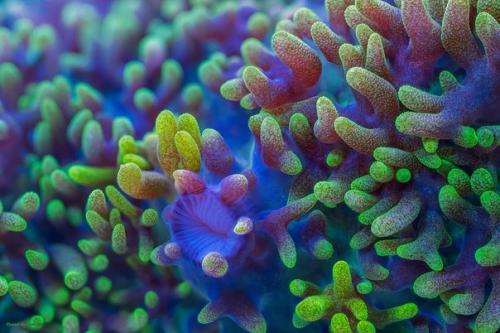 Аспирант из квинслендского университета Даниэль Ступин занимается изучением морской биологии и делает очень красивые снимки кораллов. 03