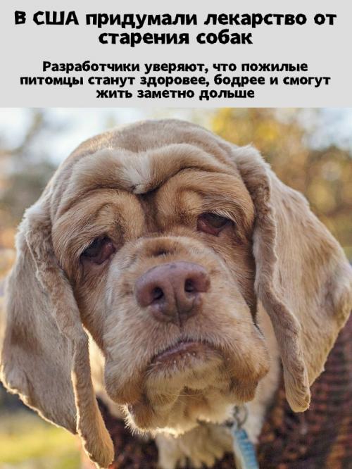 Лекарство от старения для собак - шаг к долголетию питомцев.

