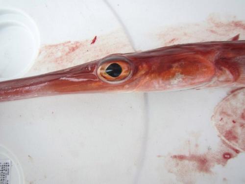 Вот так рыбка. 02 Вот так рыбка. 02