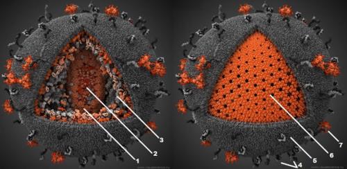 Эта модель вируса иммунодефицита была разработана студией Visual Science. 05