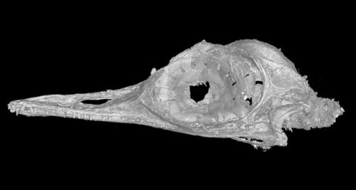 Динозавр размером с колибри ящерицей оказался.
