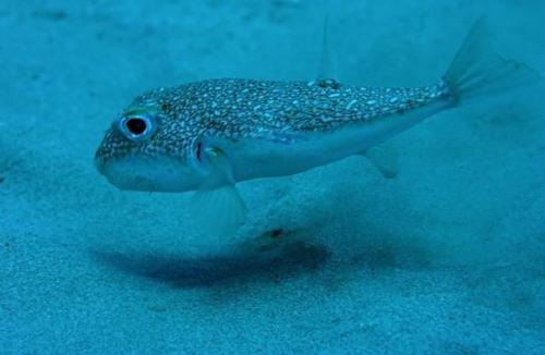 Кто загадочные круги на дне океана оставляет? 02 Кто загадочные круги на дне океана оставляет? 02