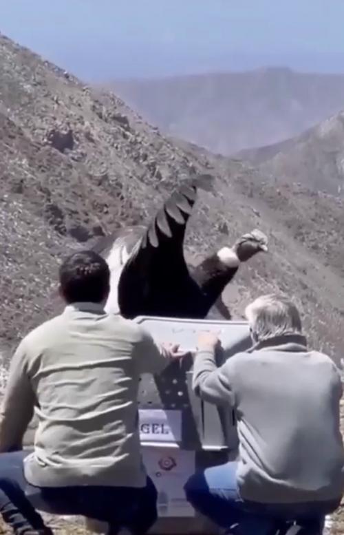 На северо-западе Аргентины нашли птицу, которая не могла летать.  