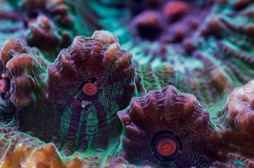 Аспирант из квинслендского университета Даниэль Ступин занимается изучением морской биологии и делает очень красивые снимки кораллов. 05