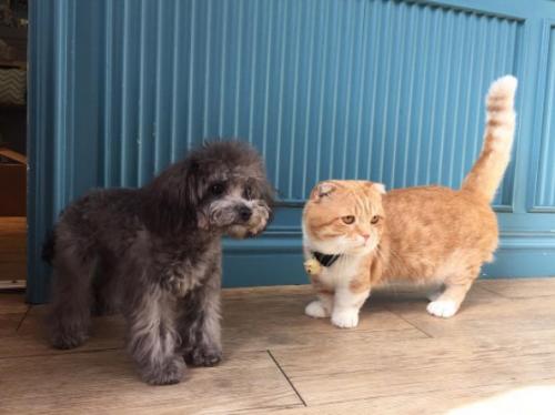 Почему кошки породы манчкин слишком прекрасны для этого мира. 06