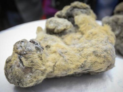 Академия наук Якутии объявила об уникальной Находке: два замороженных детеныша пещерного Льва обнаружены в абыйском районе.