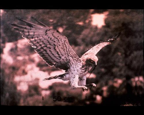 Изображения, которые отобрало наса, чтобы показать инопланетянам. 02