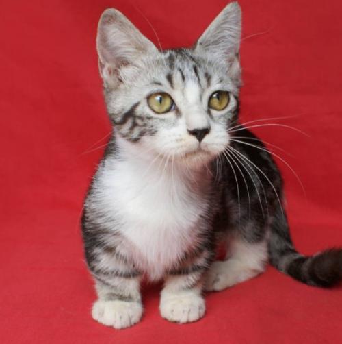 Почему кошки породы манчкин слишком прекрасны для этого мира. 05