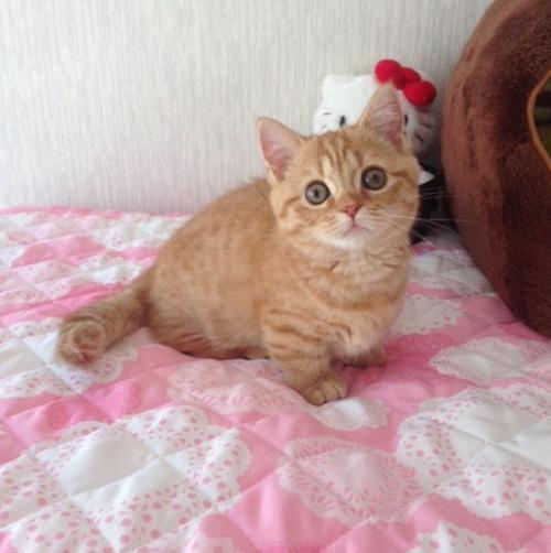 Почему кошки породы манчкин слишком прекрасны для этого мира. 01