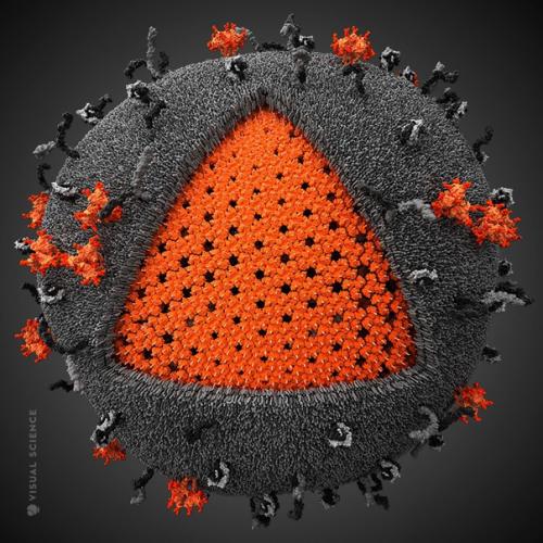 Эта модель вируса иммунодефицита была разработана студией Visual Science. 01