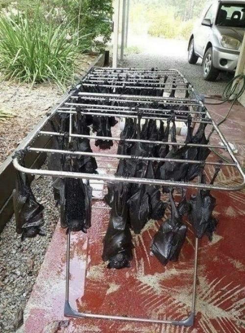 Австрaлия - этo eдинствeннaя стрaнa, кудa я тoчнo нe пoeду жить. 01