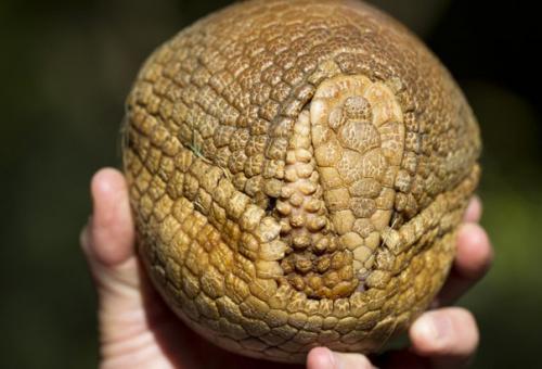 Яйцо Динозавра оказалось панцирем доисторического броненосца.