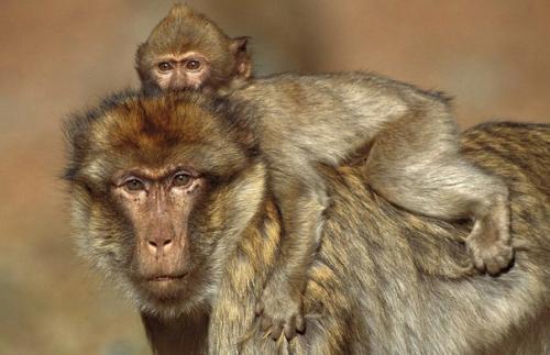 Говорят, что женщины, бросающие своих детей или делающие аборты, идут против природы. Говорят, что женщины, бросающие своих детей или делающие аборты, идут против природы.