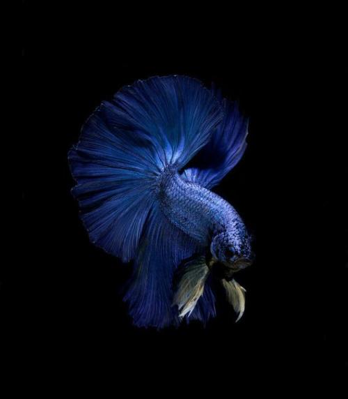 Тайский фотограф визарут ангкатаванич прекрасные снимки водной фауны делает. 09