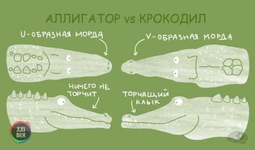 Чем отличаются похожие друг на друга животные. 06