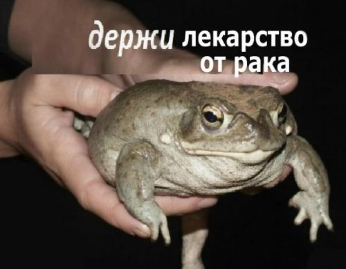 Учёные неожиданно лекарство от рака в лягушках нашли.

